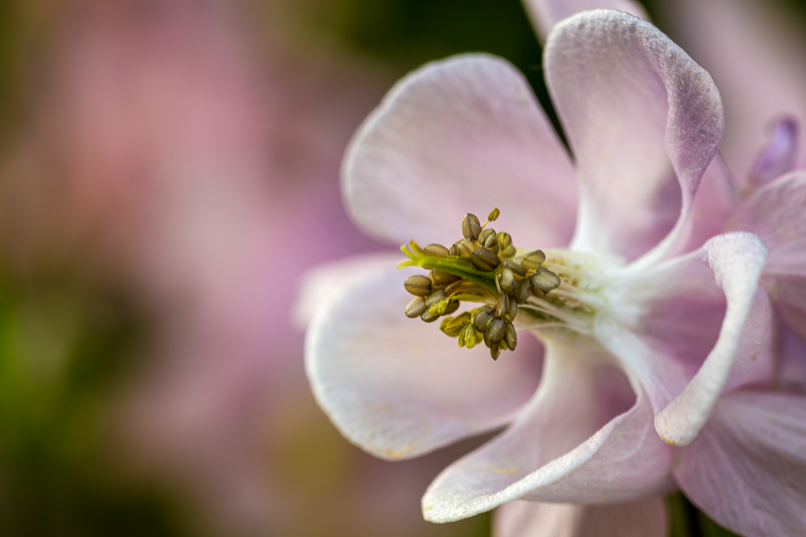 Die Sprache der Blumen 