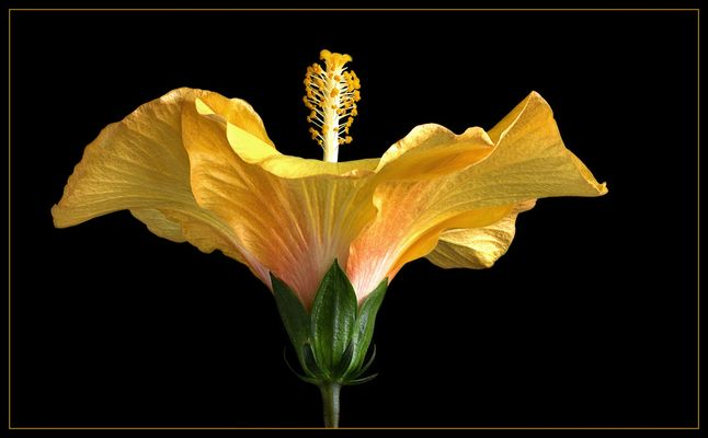 Die Sprache der Blumen wird überall verstanden