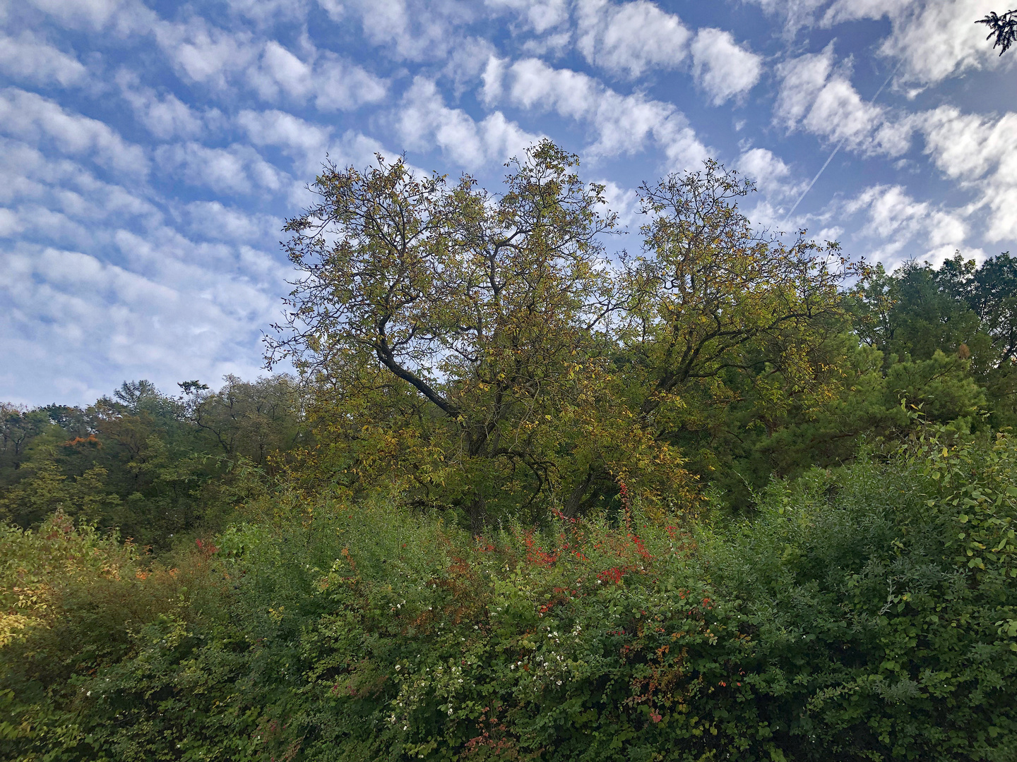 Die Sprache der Wolken