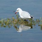 Die Springflut ist vorbei