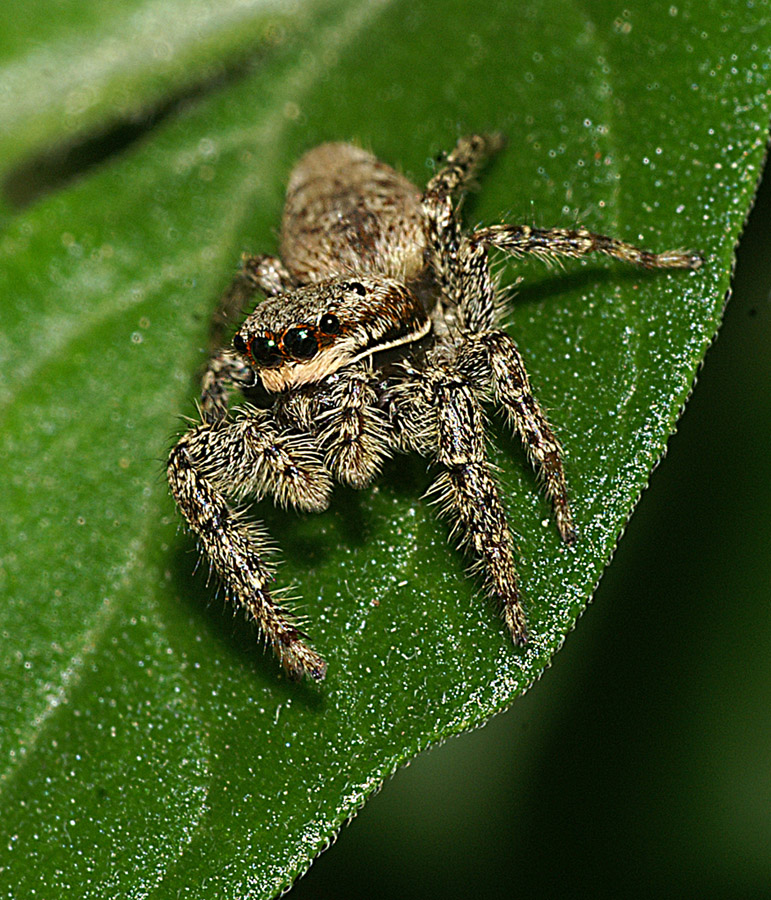 die Springspinne