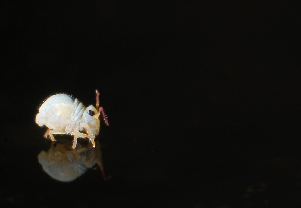 die sprunggabel ... - kleiner als 1 millimeter