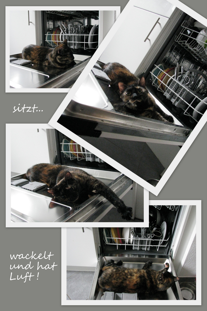Die Spülmaschinen Katze