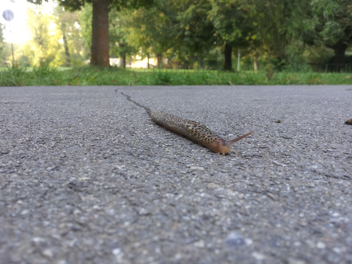 Die Spur der Leoparden-Schnecke