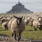 Die Spur der Schafe