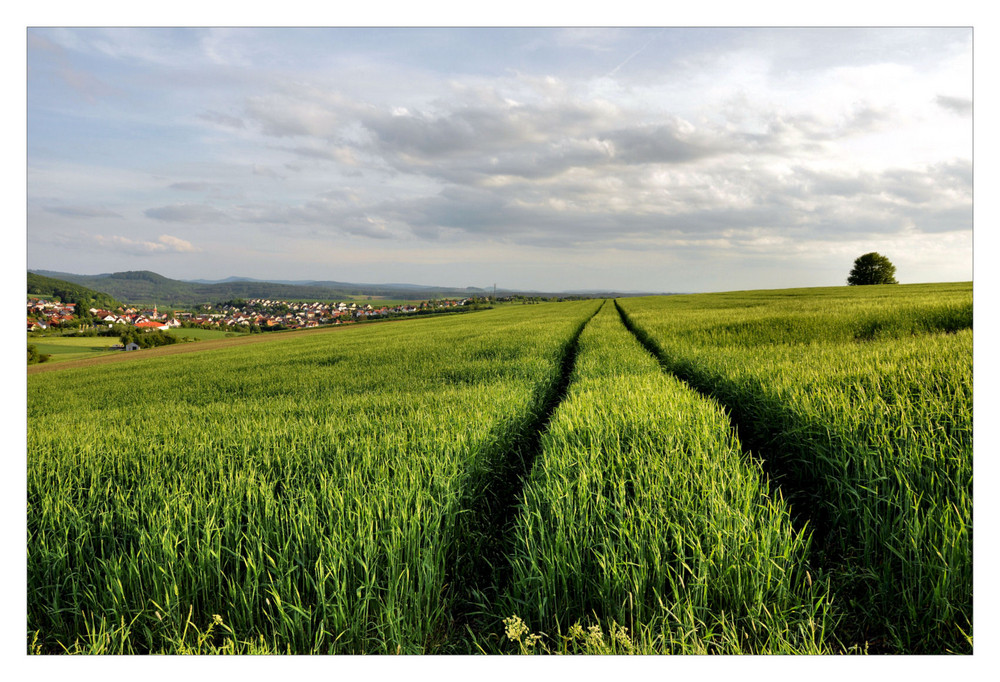 die Spur durch`s Kornfeld....