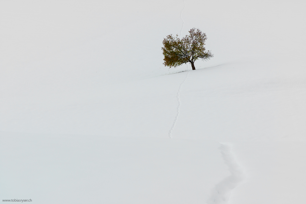 Die Spur führt zum Baum