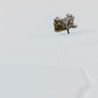 Die Spur führt zum Baum