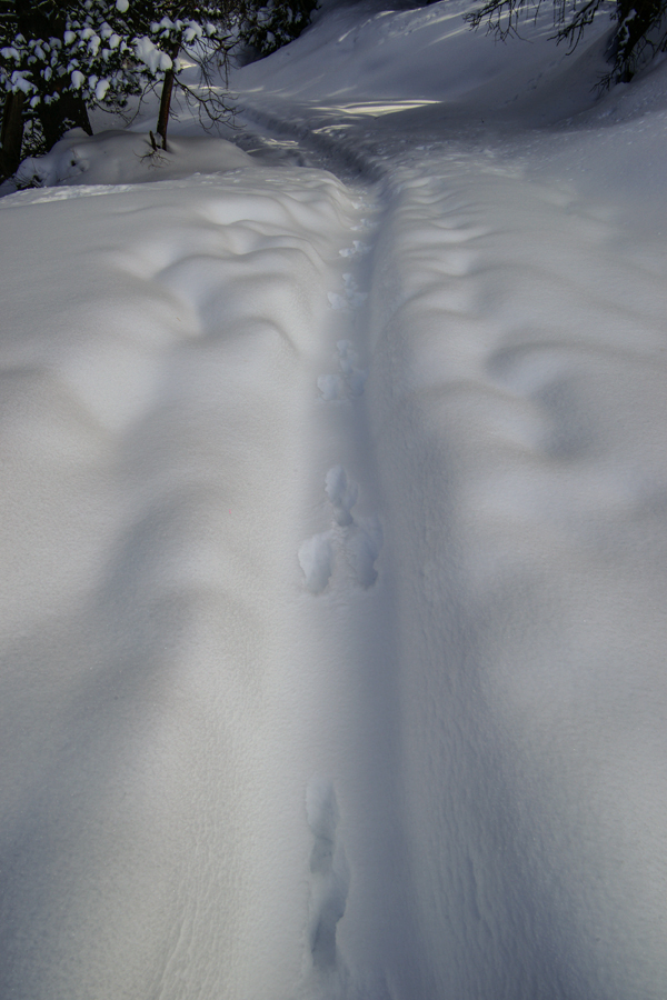 Die Spur im Schnee