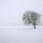 Die Spur im Schnee