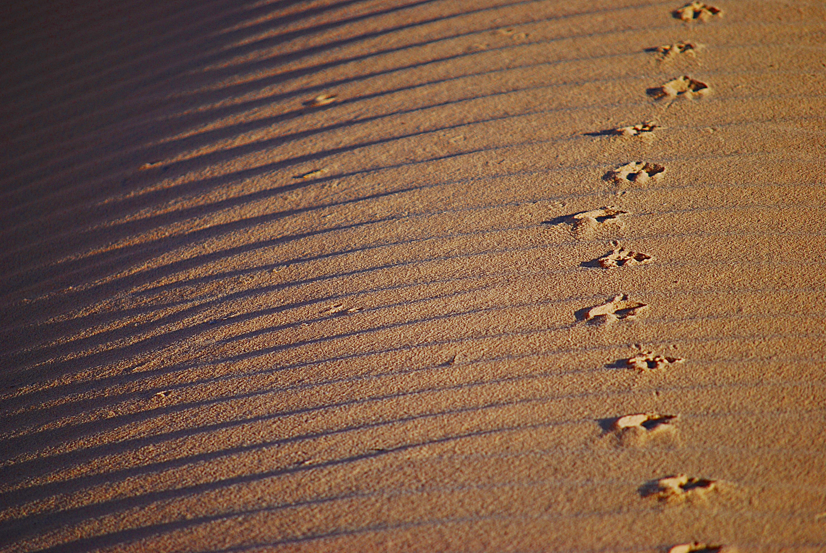 die Spuren der Wüste...