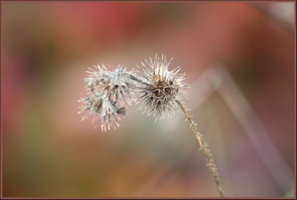 Die Spuren des Herbstes...