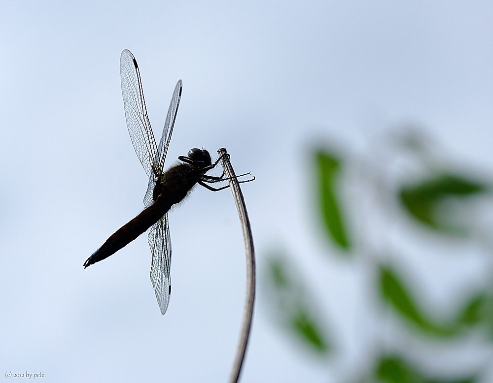 Die stabhochspringende Libelle...;-)))