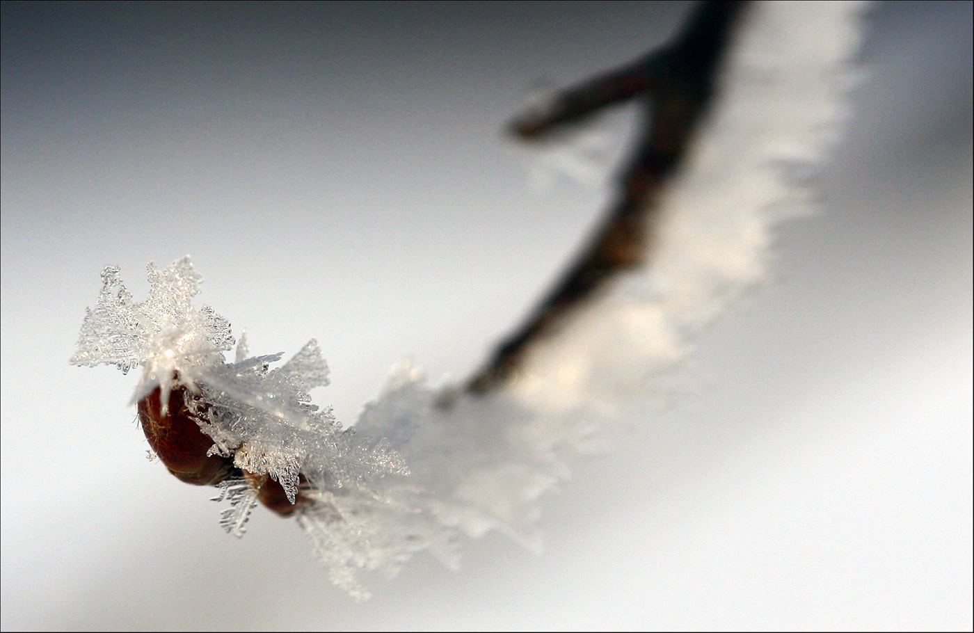 "Die Stachelbeere" oder "Schneekristall auf Beere serviert"