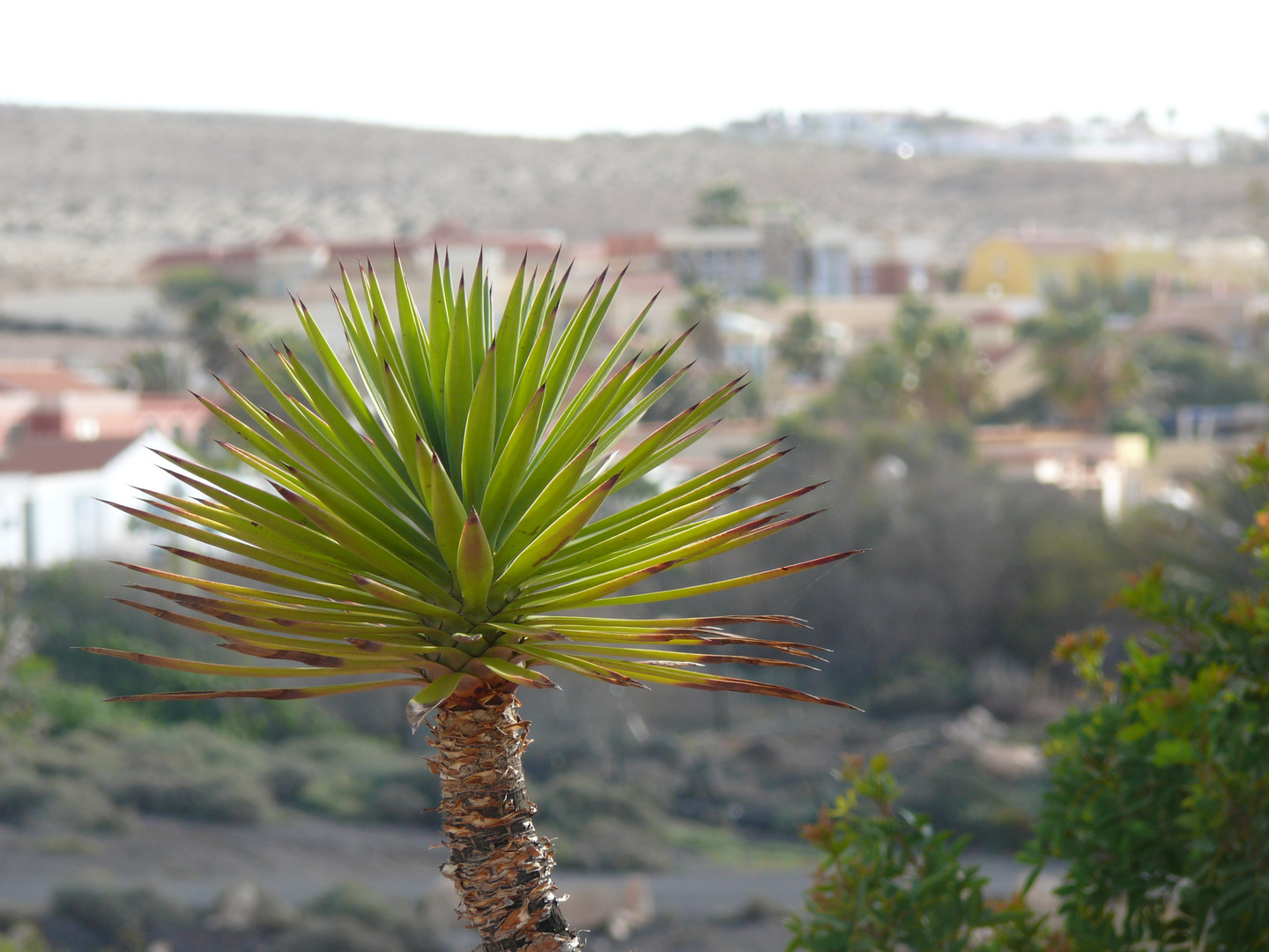 Die "Stacheln" auf Fuerteventura