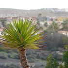 Die "Stacheln" auf Fuerteventura