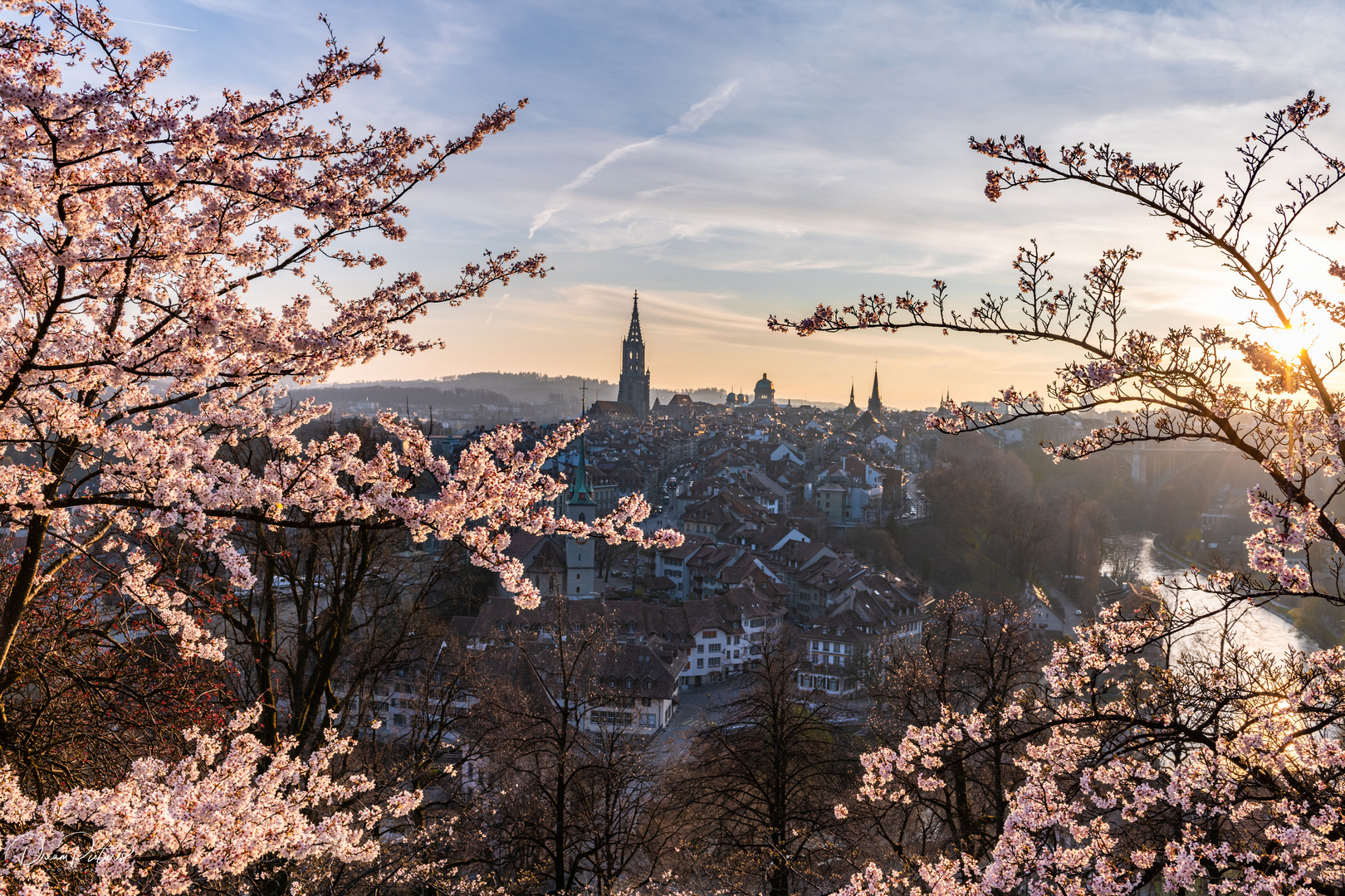 Die Stadt Bern mit ihren Kirschblüten