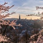 Die Stadt Bern mit ihren Kirschblüten