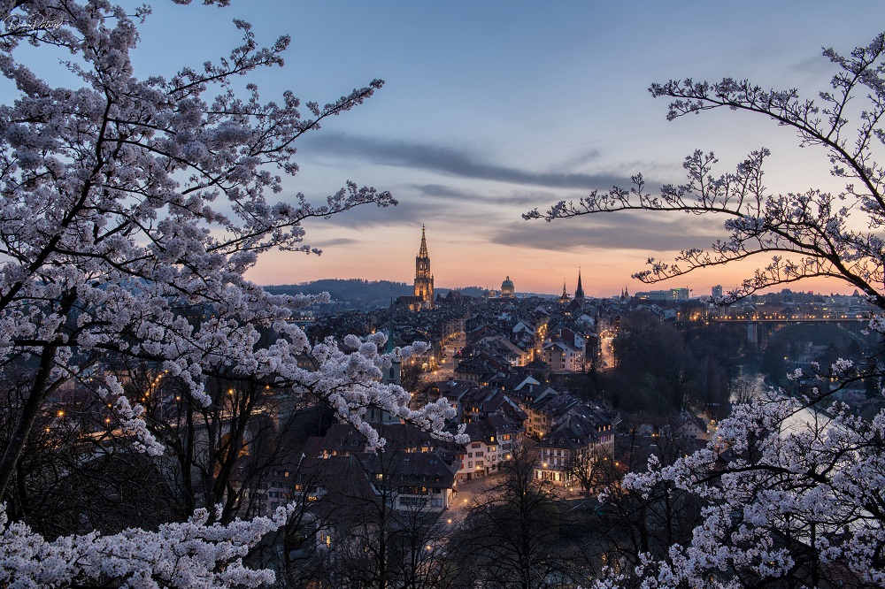 Die Stadt Bern und ihre Kirschblüten