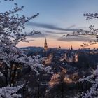 Die Stadt Bern und ihre Kirschblüten