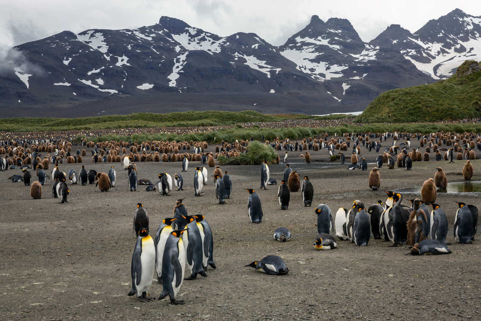 Die Stadt der Pinguine