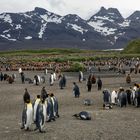 Die Stadt der Pinguine