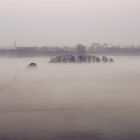 Die Stadt erwacht.............Morgenstunde auf der Hundebrücke