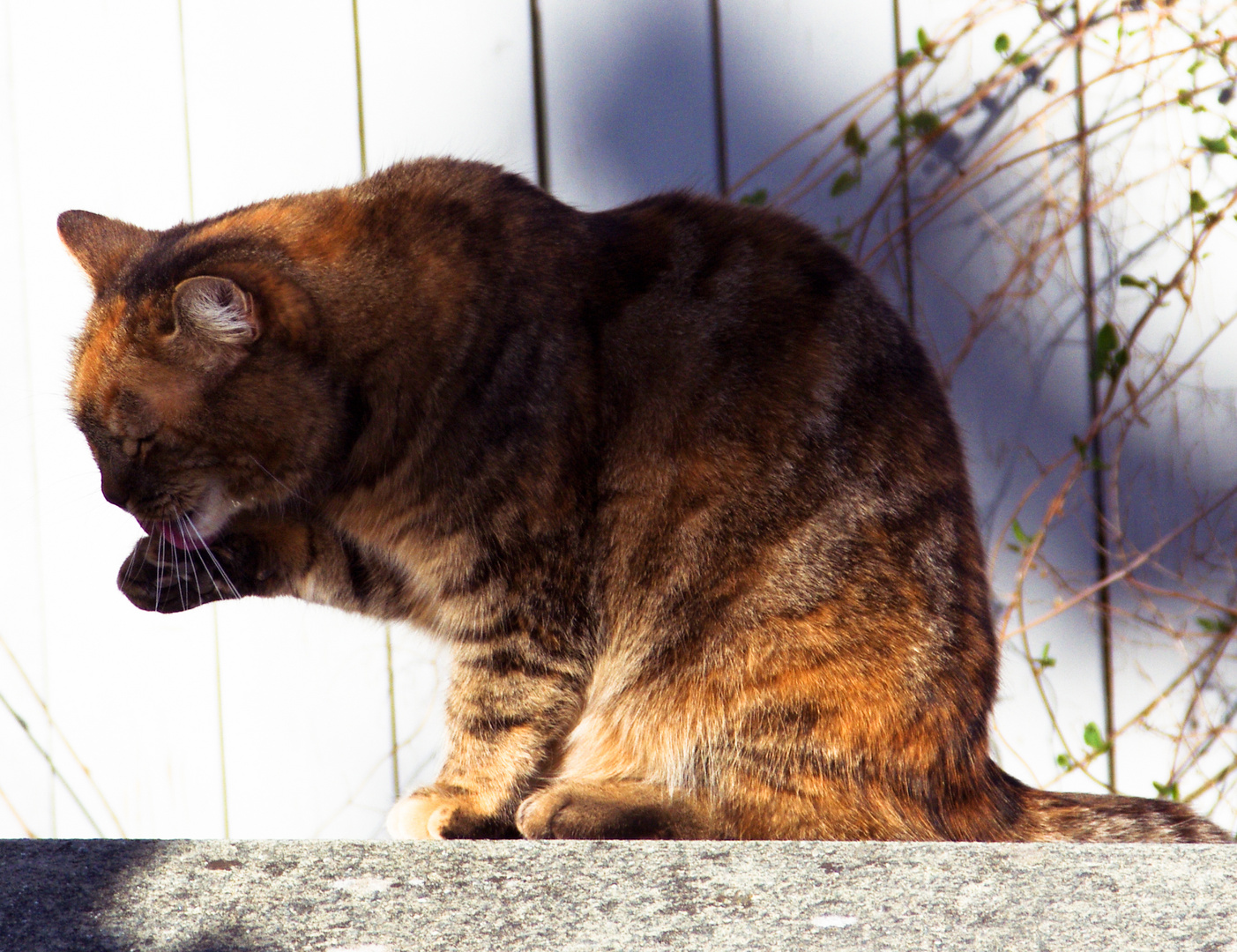 Die Stadtkatze von Bern