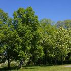 Die Stadtlauringer Kapelle im Frühling