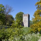 Die Stadtmauer im Grünen