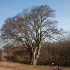 Die stärkste Buche in Mecklenburg-Vorpommern