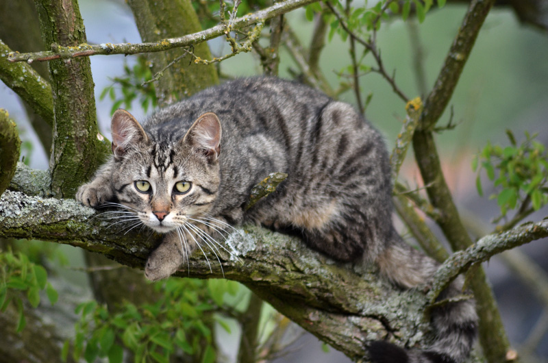 Die Stalker-Katze