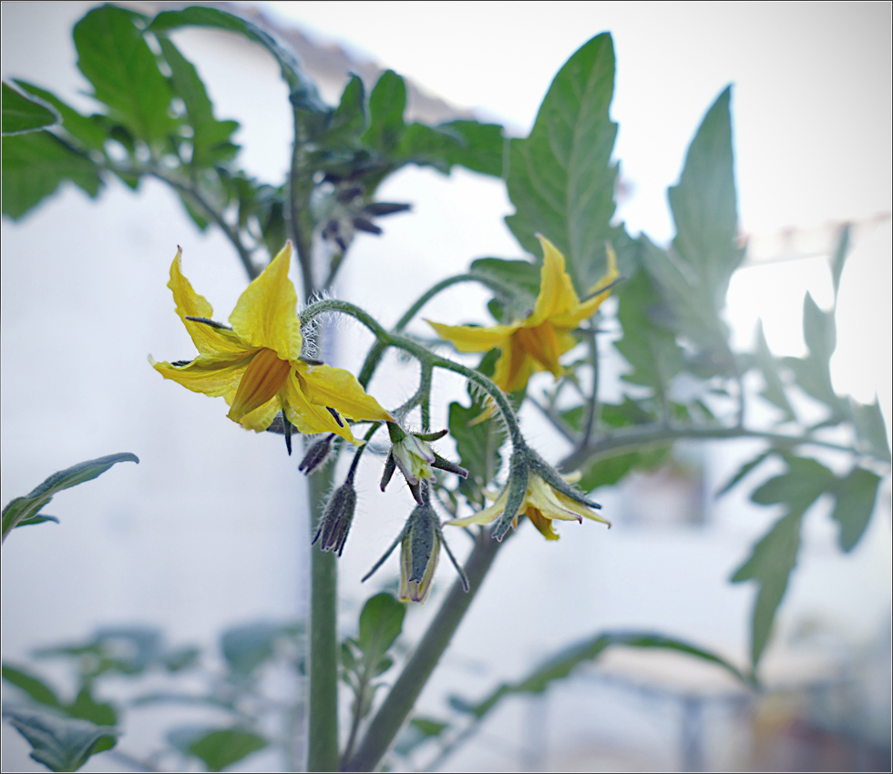 Die standhaften Tomaten.