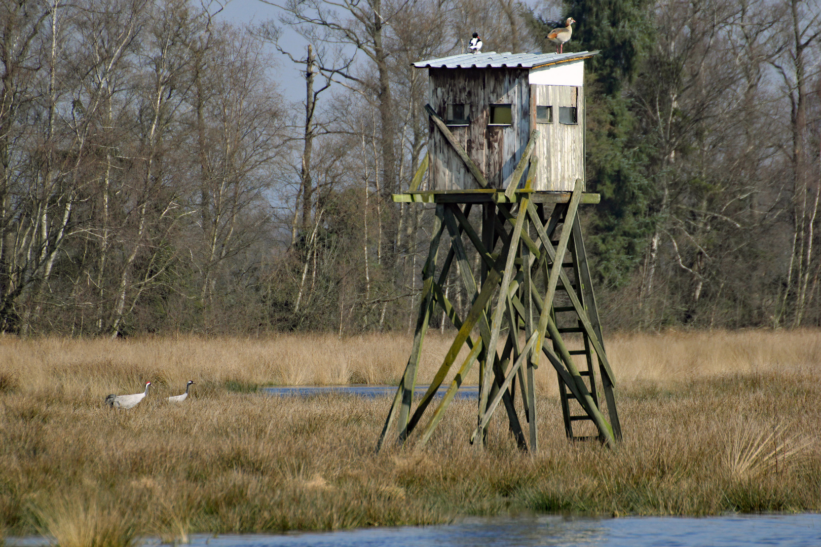 Die Standorttreuen