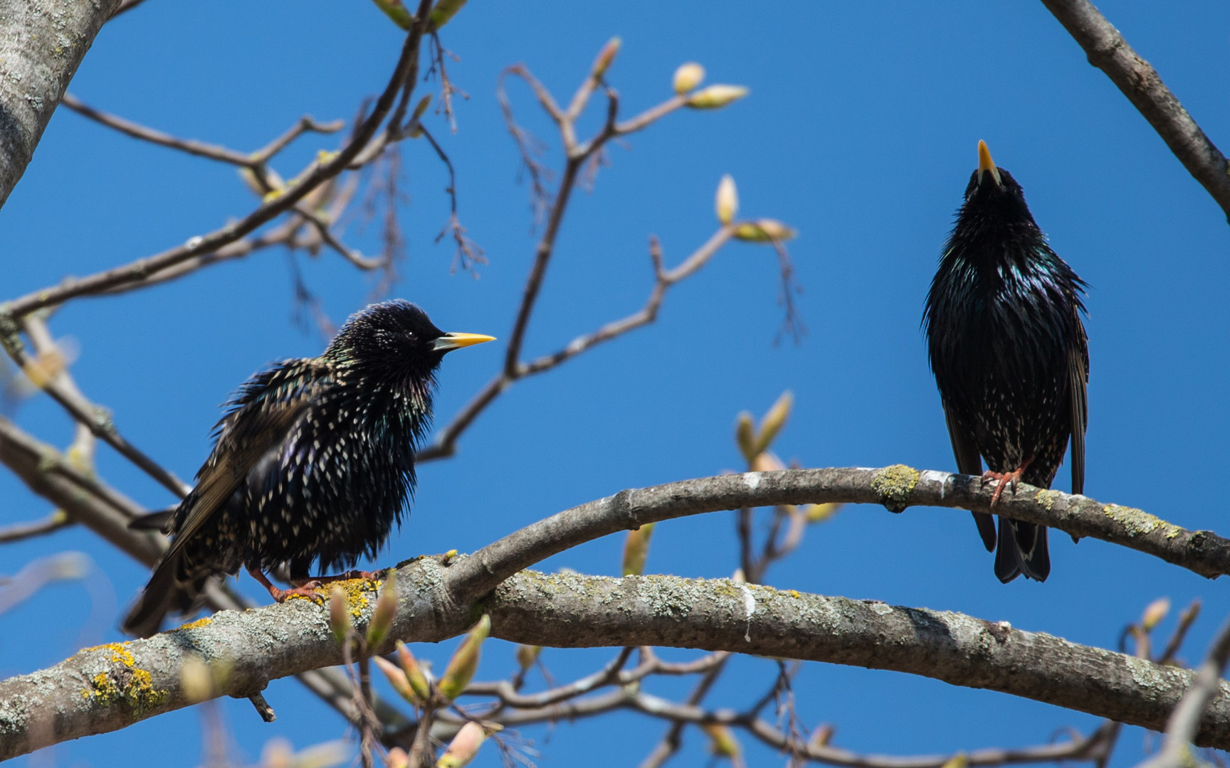 Die Stare... Foto & Bild tiere, wildlife, wild lebende vögel Bilder