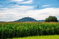 Die Starkenburg über Heppenheim und zwei Störche überm Maisfeld