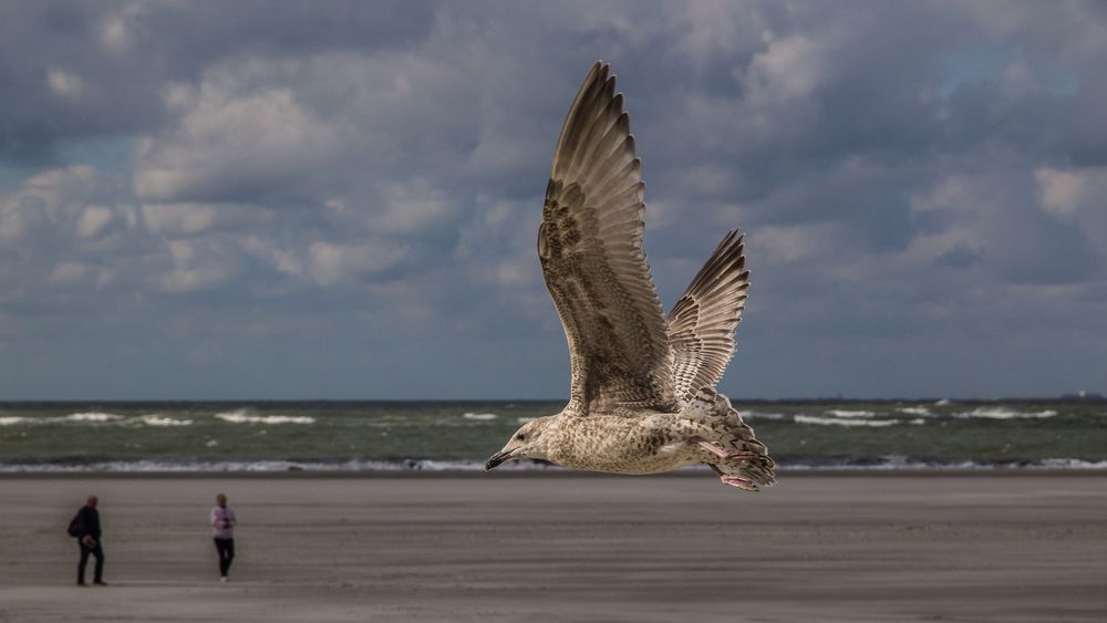 Die Starmöve von Langeoog