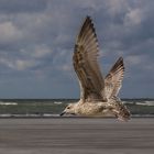 Die Starmöve von Langeoog