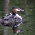 die Stars der Nette .... gestern umlagert von 20 Fotografen mit langen Rohren ..