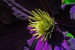 Die Staubblätter der Clematis entfalten sich von aussen her