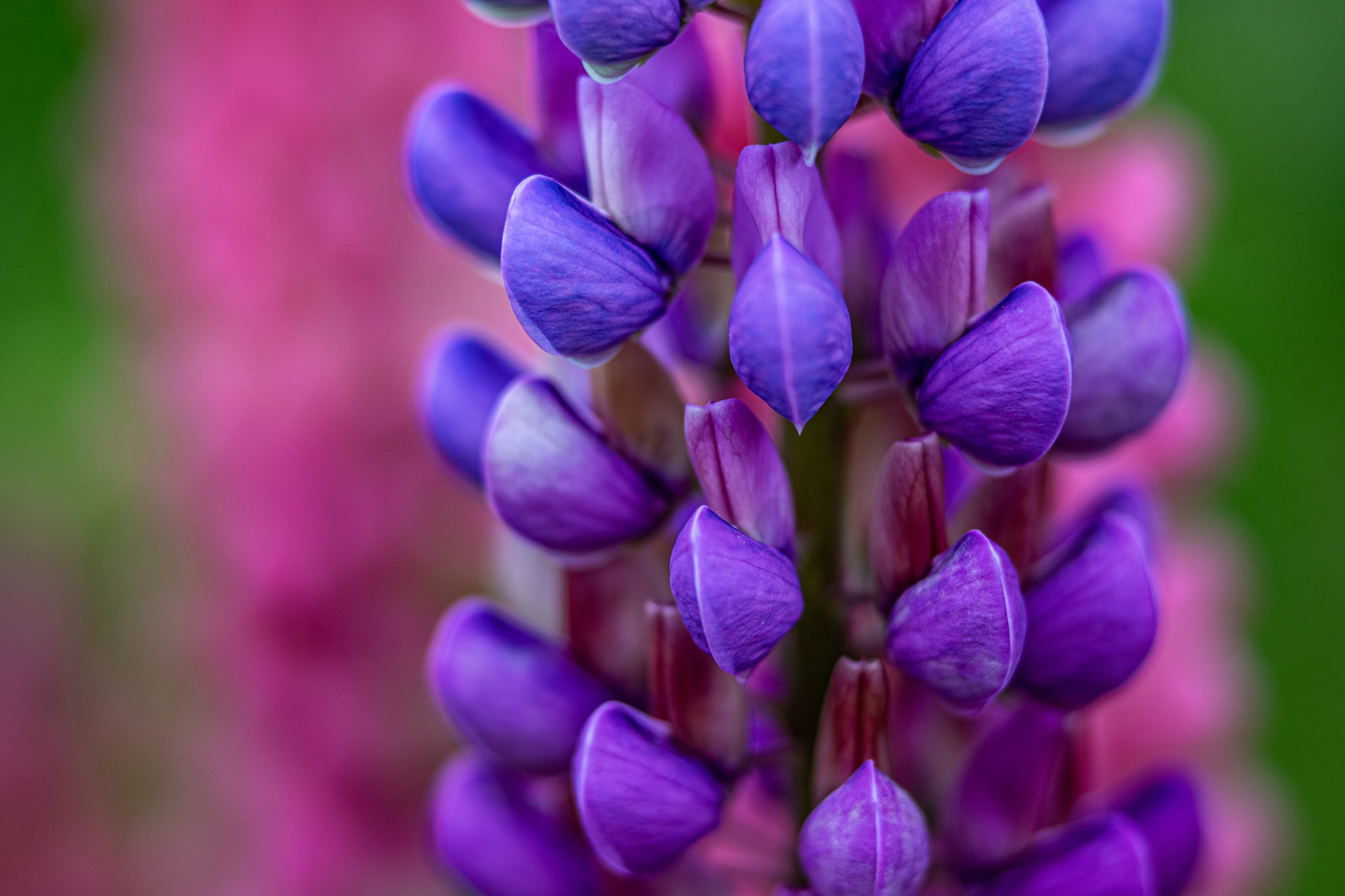 Die Staudenlupine