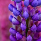 Die Staudenlupine