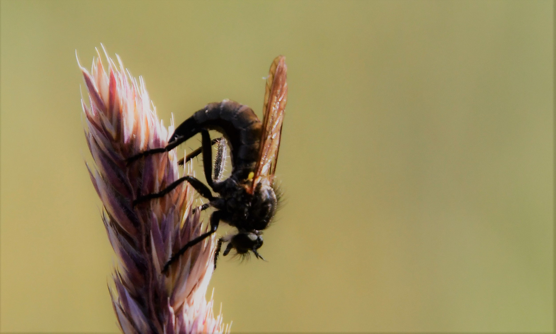 Die Stecher Foto & Bild tiere, wildlife, insekten Bilder auf