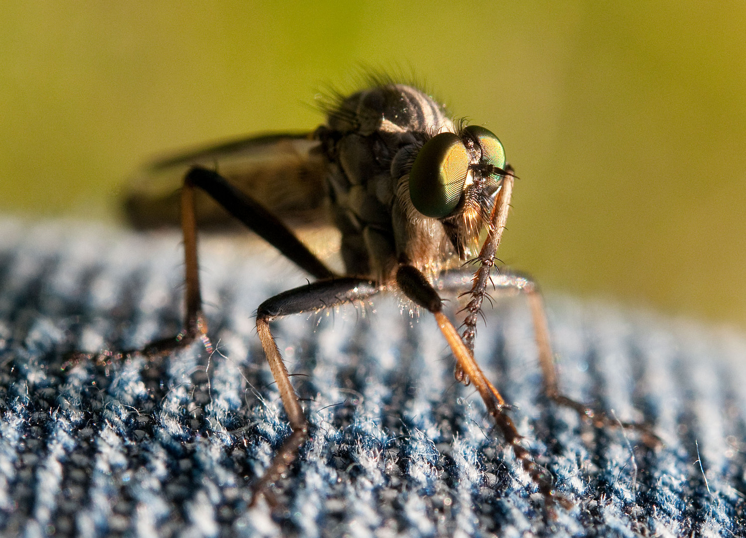 Die Stechfliege