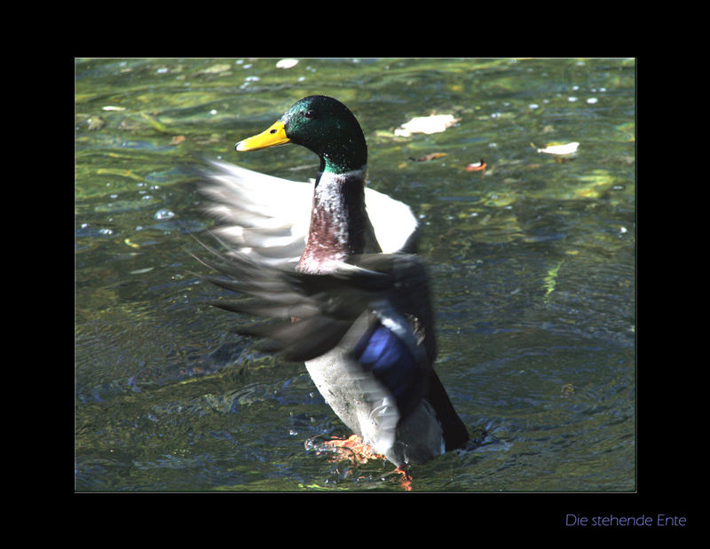 Die stehende Ente