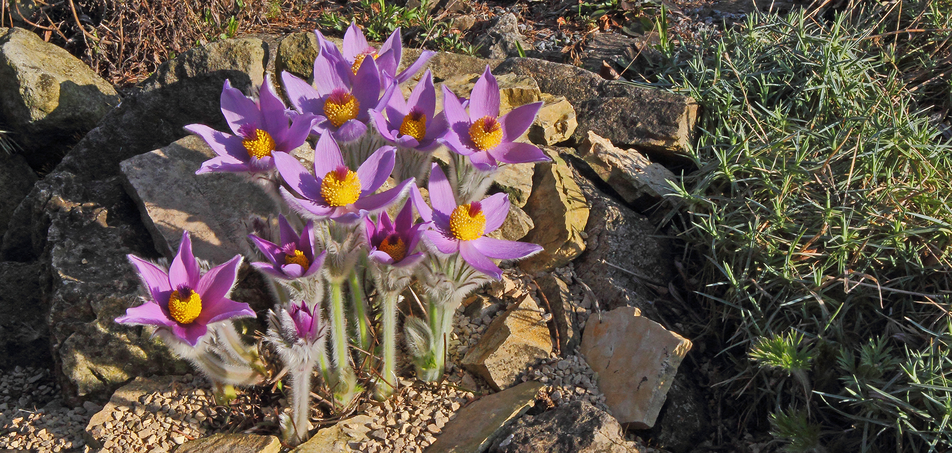 Die Steierische Küchenschelle-Pulsatilla styriaca jetzt fast voll in Blüte...