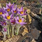 Die Steierische Küchenschelle-Pulsatilla styriaca jetzt fast voll in Blüte...