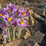 Die Steierische Küchenschelle-Pulsatilla styriaca jetzt fast voll in Blüte...