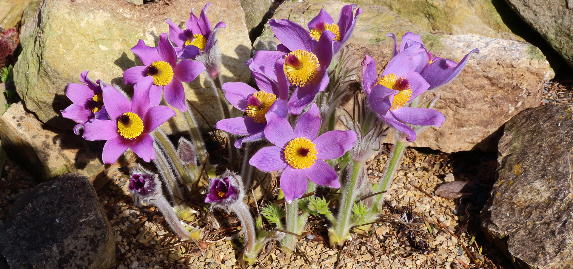 Die Steierische Küchenschelle, Pulsatilla styriaka ...