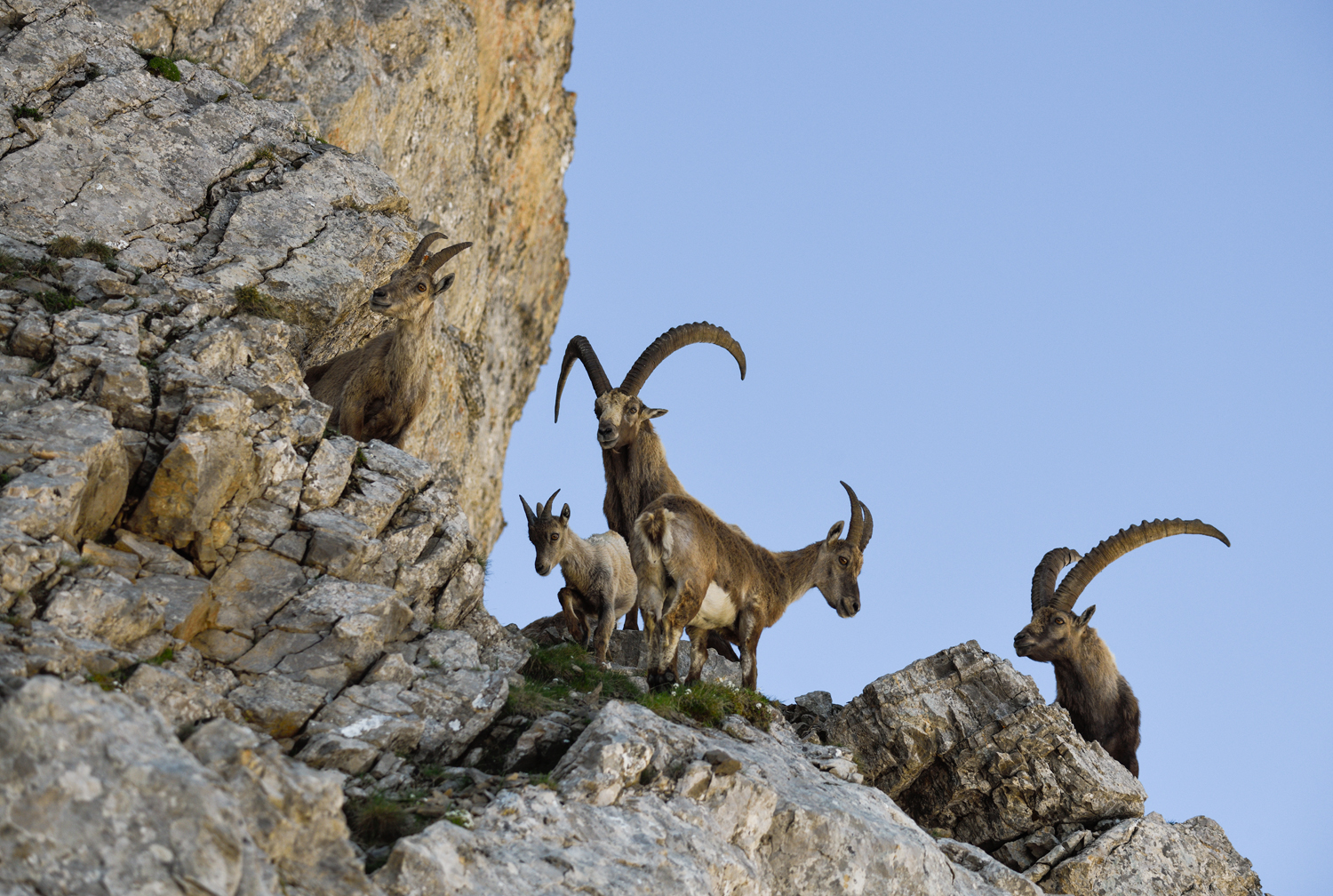 Die Steinbock - Familie im Zentrum...